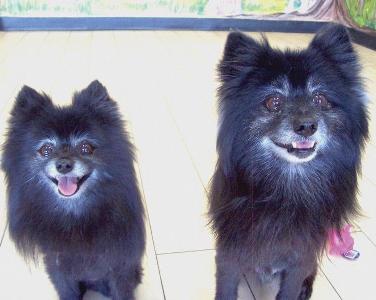 Someone to love: Rocky and Foxy